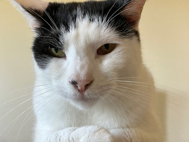 優しいけど貫禄がすごいボスのたまちゃん_保護猫カフェtormenta