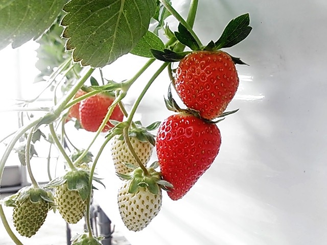 のんほいイチゴ園では、複数品種のいちごの食べ比べが楽しめます。
それぞれ味も違いますし、人によって好みも様々!
_のんほいイチゴ園とよはし