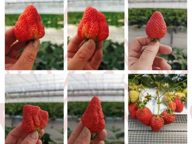 色々な形のいちご_くわの農園