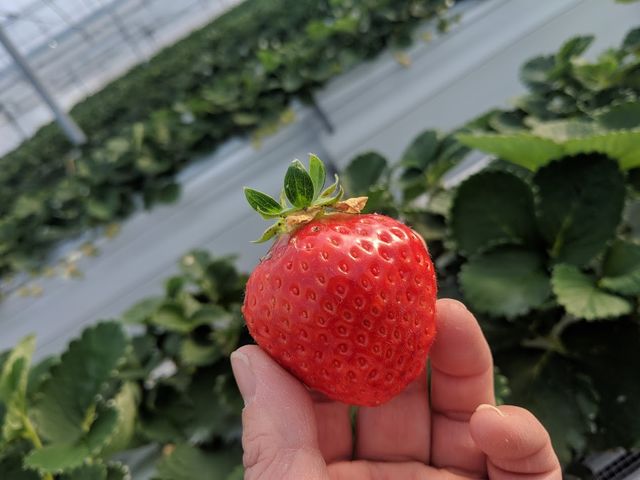 くわの農園