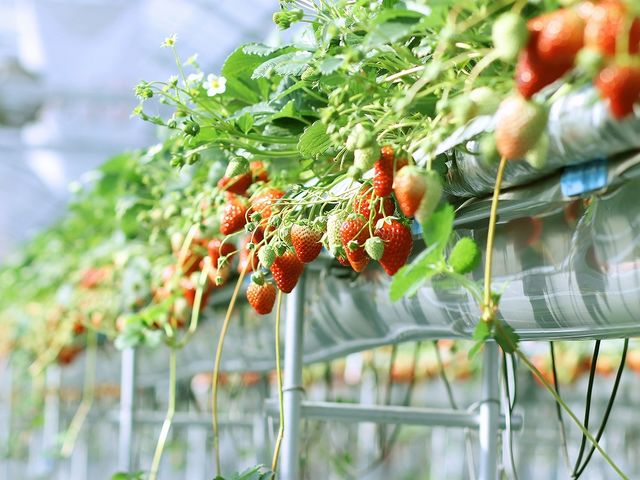 Strawberry Farm No.15 (the Farm UNIVERSAL いちご園)