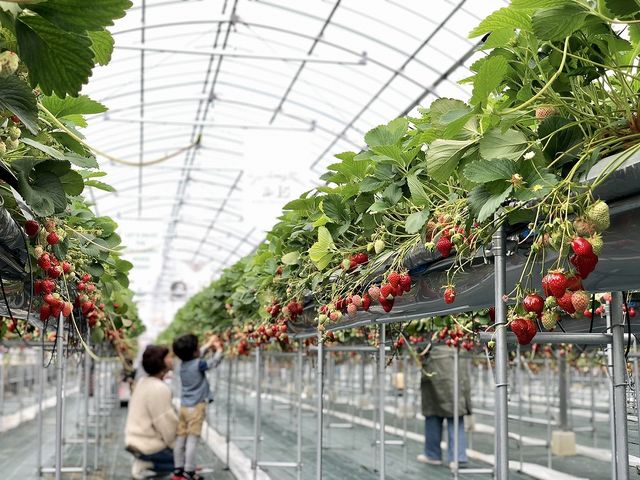 Strawberry Farm No.15 (the Farm UNIVERSAL いちご園)