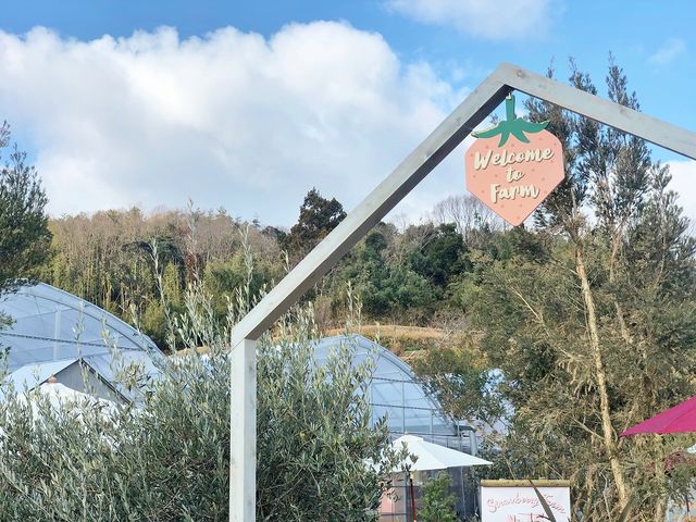 Strawberry Farm No.15 (the Farm UNIVERSAL いちご園)