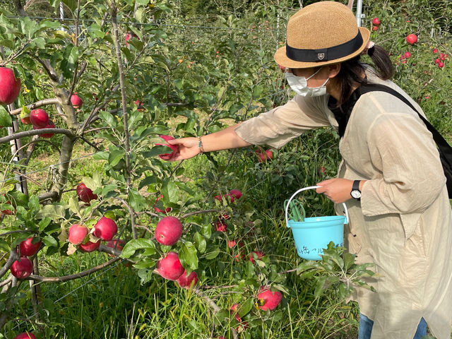 木熟の美味しいリンゴ園_八ヶ岳フルーツ農園