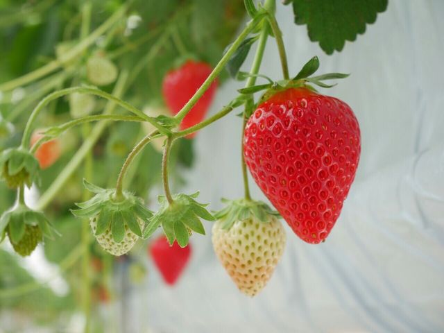 Strawberry Paradise