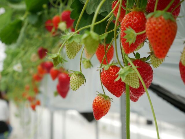 Strawberry Paradise