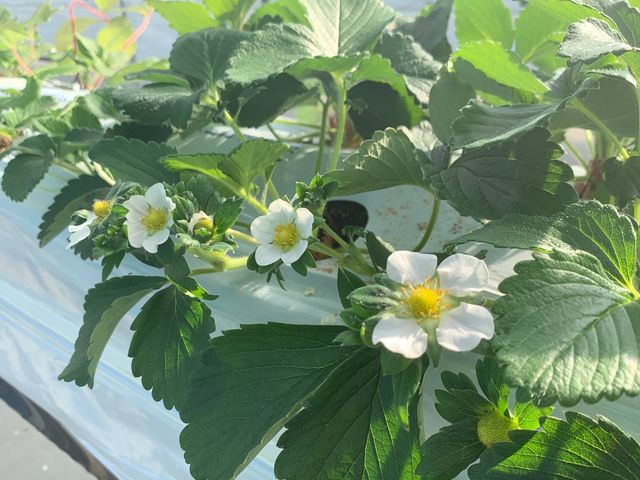花が咲いてきました^ ^_りょうぜん結