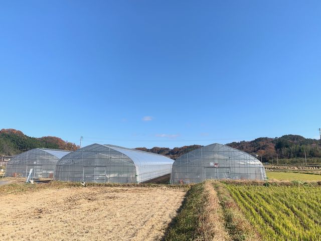 ハウスは3棟あります!_りょうぜん結