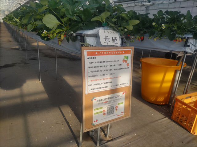 藤澤いちご園