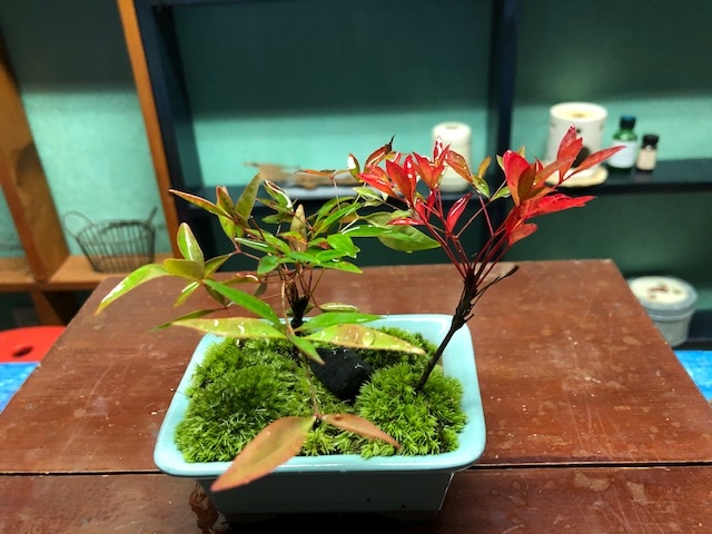 植物堂