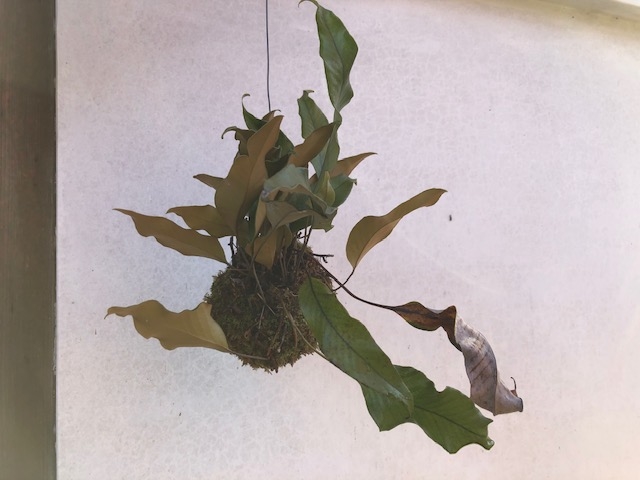 植物堂