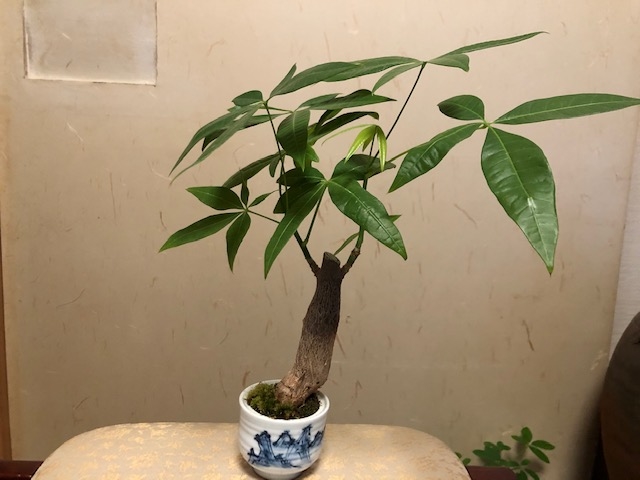 植物堂