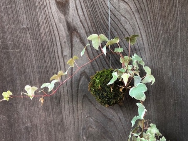 植物堂