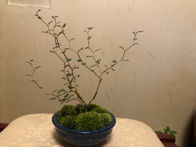 植物堂