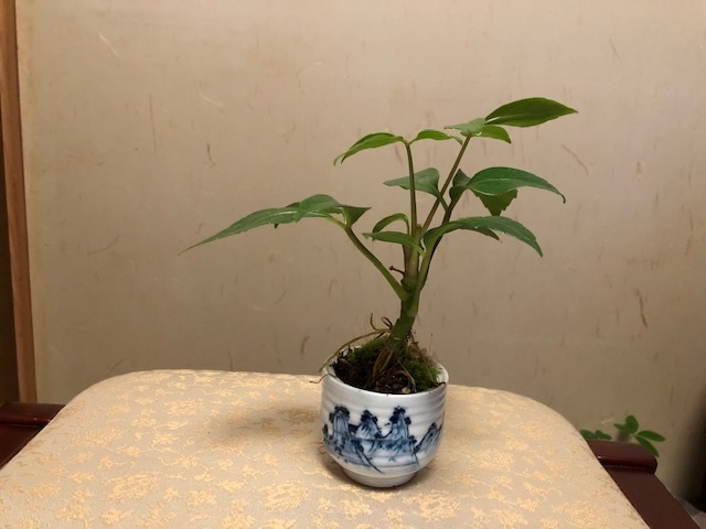 植物堂