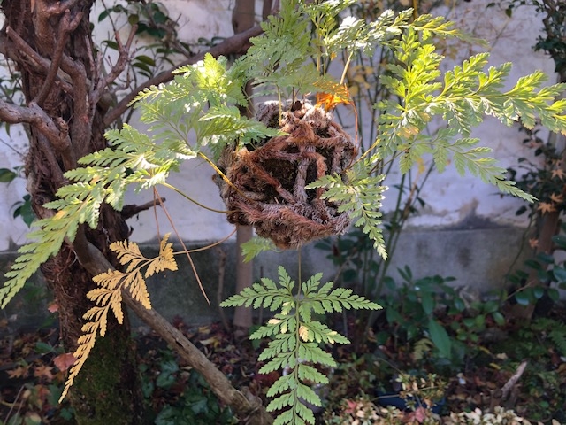 植物堂