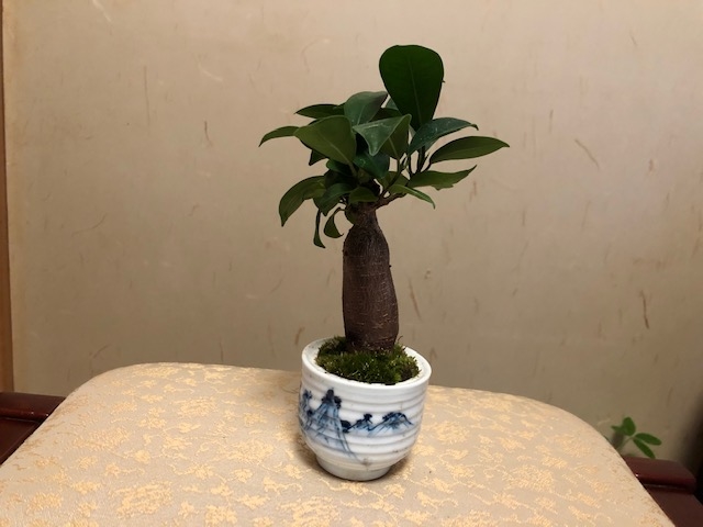植物堂