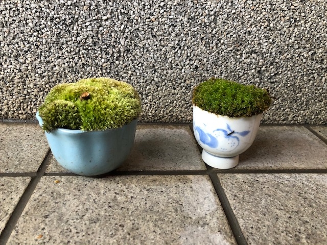 植物堂