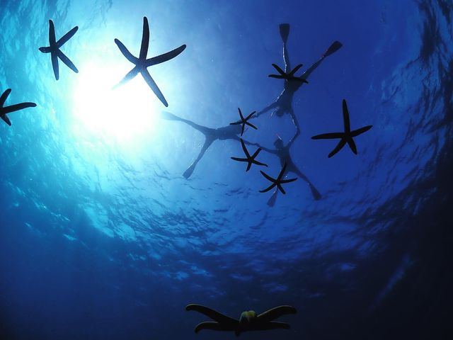 Johnny's diving