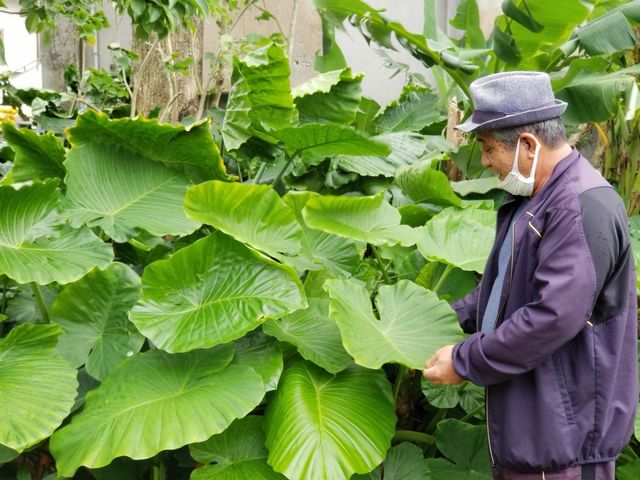 モリンガ夢牧場