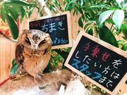 ふくろうカフェFUKUの写真3