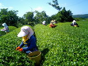 山城紅茶 Cafe CHA-ENの写真3