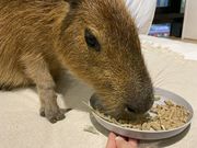 カピバラふれあいと里親募集型ねこカフェ「カピねこカフェ」の写真2