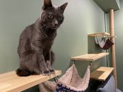 カピバラふれあいと里親募集型ねこカフェ「カピねこカフェ」の写真4