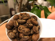 譲渡型保護猫カフェ CAT HOME GARDENの写真2