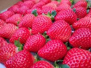 マエムラファームの写真4
