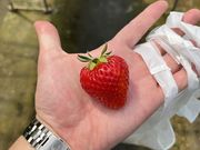 鳥取県 小林農園の写真3