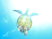 BLUE MAGIC SCUBAの写真4