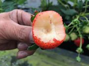 (有)エス.エス.ケイの写真2