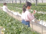 あきちゃん農園の写真4
