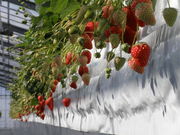 AGRI WAYSの写真3