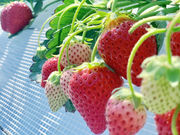 SENOU FARMの写真3