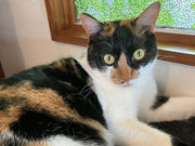 保護猫カフェtormentaの写真3