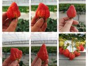 くわの農園の写真4