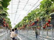 Strawberry Farm No.15 (the Farm UNIVERSAL いちご園)の写真4