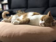 Tomo&Berry ひまわりいちご園の写真2