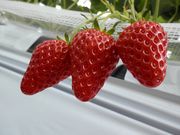 小川農園の写真4