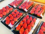 苺ファームあおきの写真3