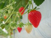 Strawberry Paradiseの写真2