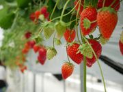 Strawberry Paradiseの写真3