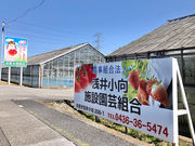 市原水耕組合 安藤いちご園の写真2