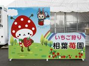 相葉苺園の写真2