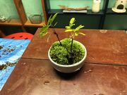 植物堂の写真2