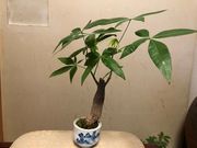 植物堂の写真3