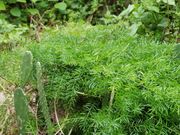 モリンガ夢牧場の写真2