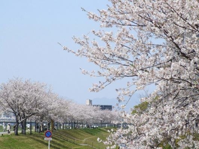 大淀川桜堤防